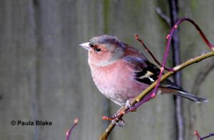 Male Chaffinch