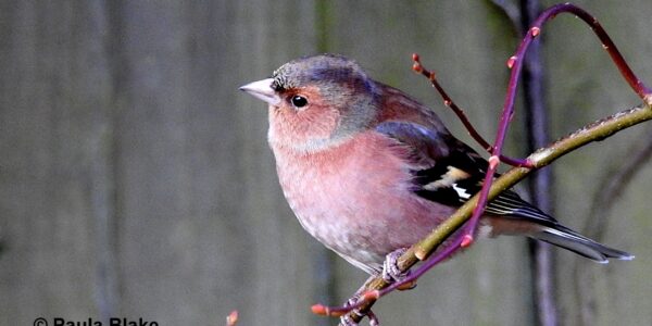 Male Chaffinch