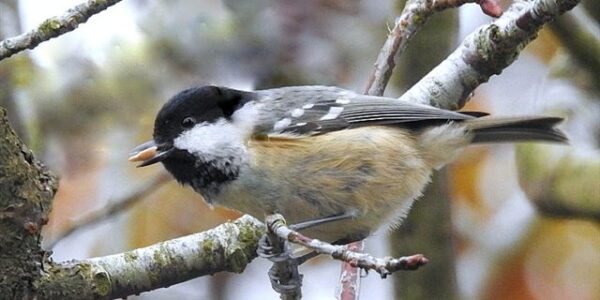 Coal Tit