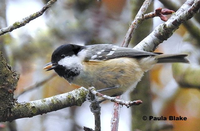 Coal Tit