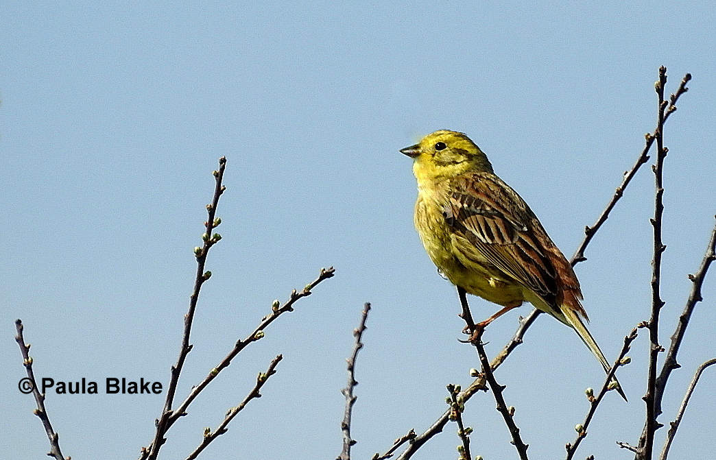 Yellowhammer sitting on the top of a twig, singing.