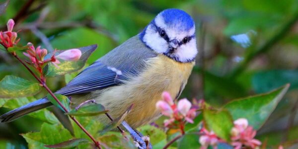 Blue Tit