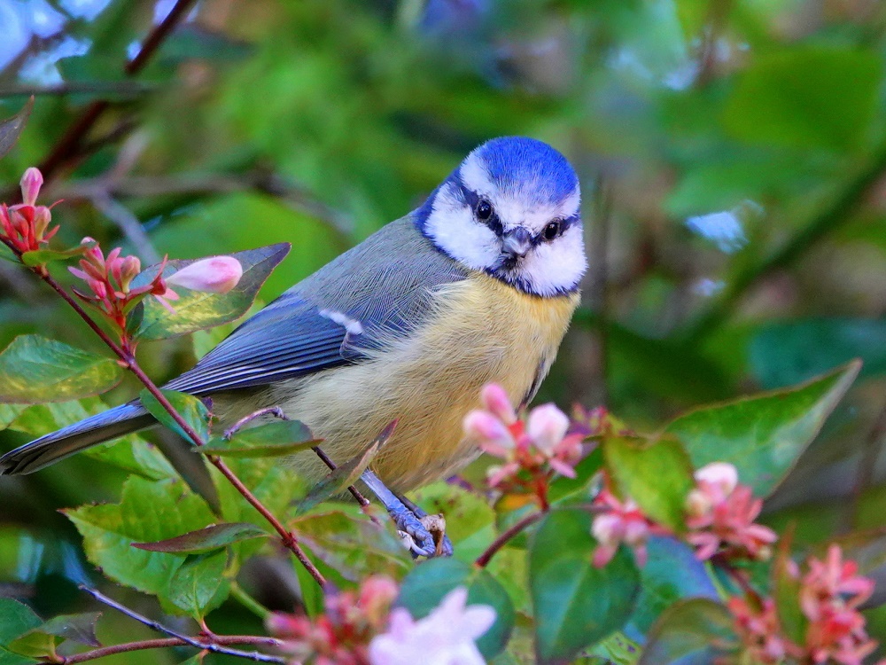 Blue Tit