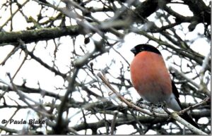 Male Bullfinch