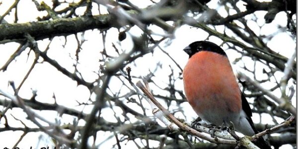 Male Bullfinch