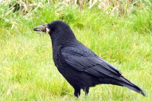 Carrion Crow