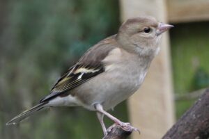 Female Chaffinch