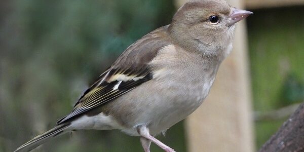 Female Chaffinch