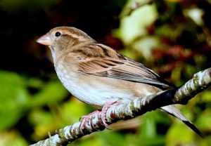 Female-House-Sparrow