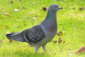 Feral Pigeon