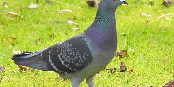 Feral Pigeon