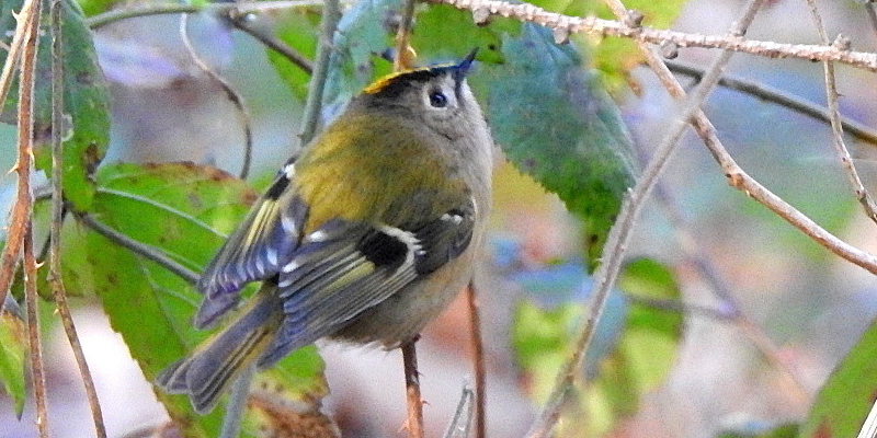 Goldcrest in a bush