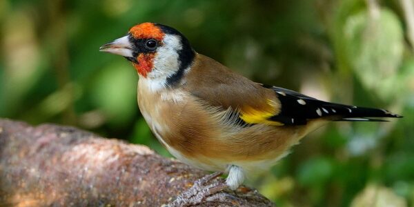Goldfinch
