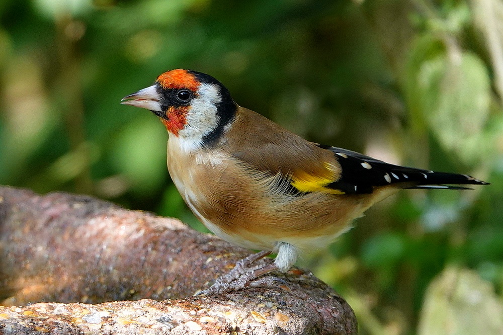 Goldfinch