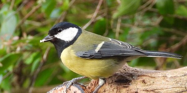 Great Tit