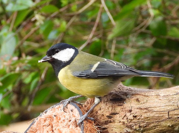 Great Tit