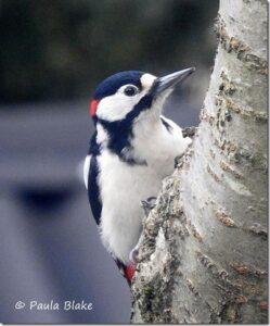 Great Spotted Woodpecker