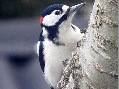 Great Spotted Woodpecker