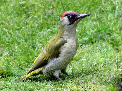 Woodpeckers