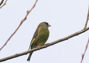 Greenfinch