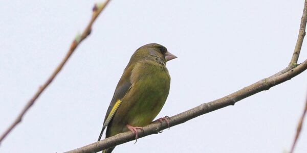 Greenfinch