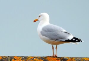 Herring Gull