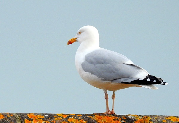 Gulls