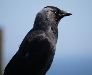 Jackdaw
