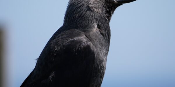 Jackdaw