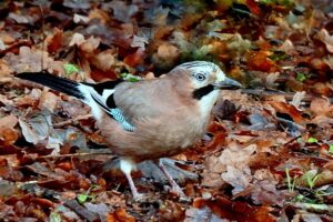 Jay