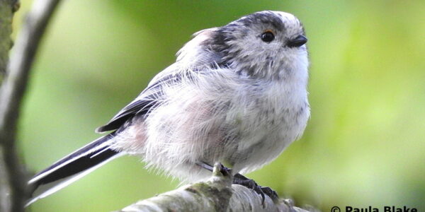 Long Tailed Tit