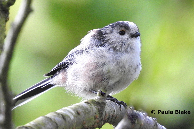 Long Tailed Tit