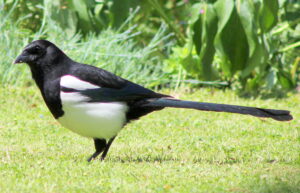 Magpie
