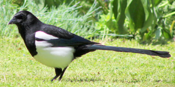 Magpie