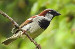 Male house sparrow