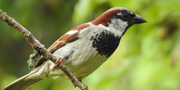 Male house sparrow