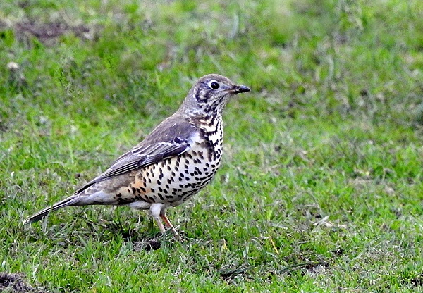 Thrushes