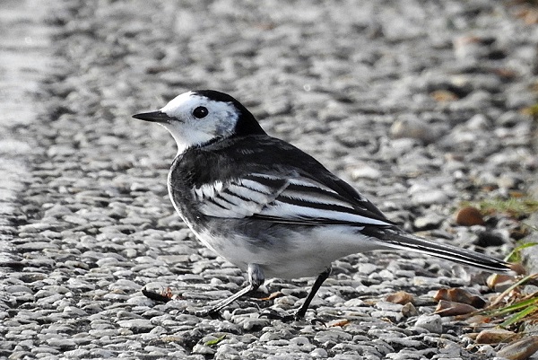 Wagtails