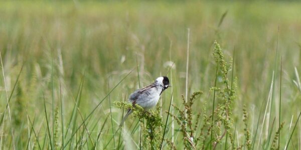 Reed Bunting