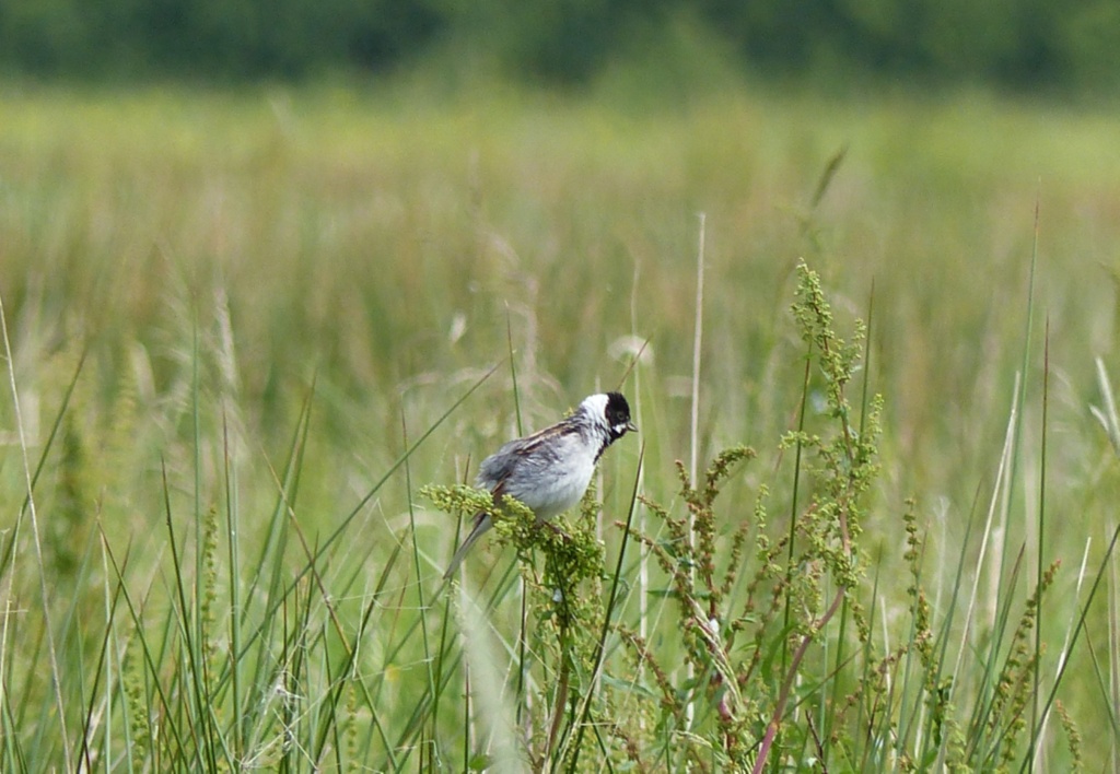House Sparrows, Dunnocks and Reed Buntings