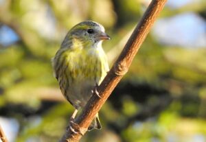 Female Siskin