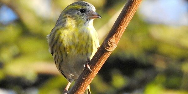 Female Siskin