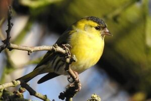Male Siskin