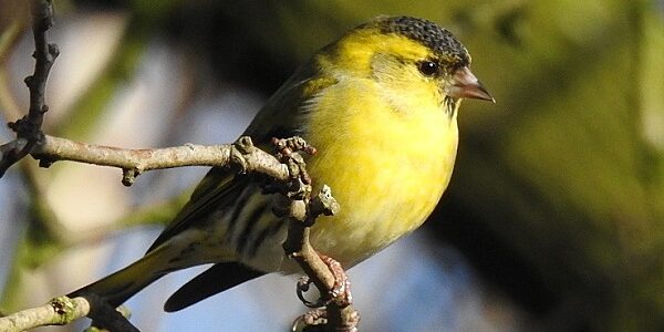 Male Siskin