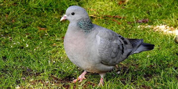 Stock Dove