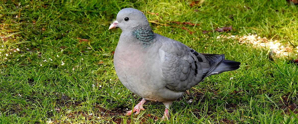 Pigeons and Doves