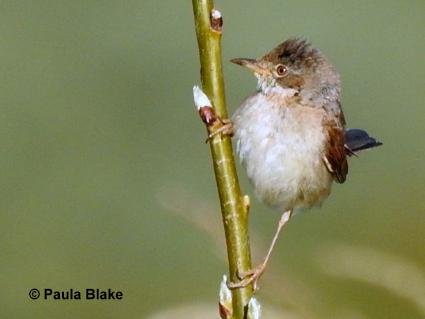 Whitethroat