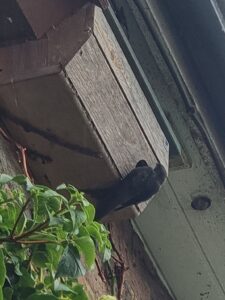 A swift hanging outside a purpose built swift box.