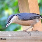 A nuthatch eating on a birdtable