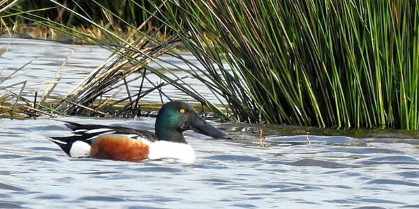 A shoveler is swimming on a lake in front of a few reeds